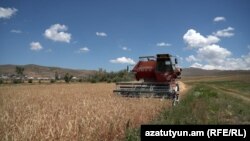 Հացահատիկի դաշտ Շիրակի մարզում, արխիվ 