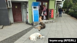 Вуличні собаки в Батумі мирні, їх усі люблять