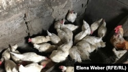 Иллюстративное фото 