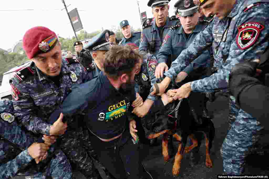A dog is seen during the arrest of a protester on May 4. Another Yerevan resident said, &ldquo;I&#39;m not a big fan of Mr.&nbsp;Pashinian, but these [protesters] need to specify their first, second, and third steps [after toppling the government].&quot;&nbsp;