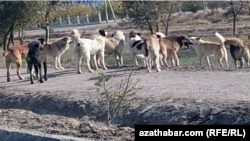 Туркменистан (иллюстративное фото) 