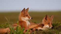 Diňle: Türkmenistanda 'açlyk' çöl haýwanlaryny hem 'sylamaýar'