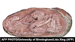 Кытайда табылган динозаврдын эмбриону илим дүйнөсүндө узап бараткан жумадагы эң кызыктуу жаңылыктардын бири болуп калды.