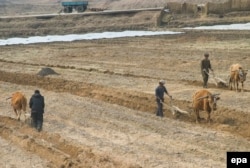 کشاورزان کره شمالی؛ آوریل ۲۰۰۵