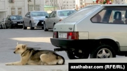 Illýustrasiýa suraty.