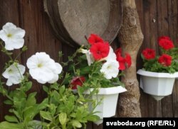 Дзівуйцеся, ведайце, ганарыцеся!.. Бел-чырвона-белыя кветкі на лецішчы пад Браславам. 2016