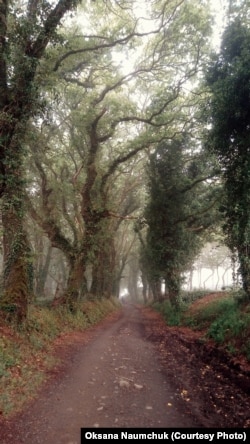 У дорозі я читала книгу «Хоббіт». Регіон Галіція дуже потішив старезними покрученими, вкритими плющем, деревами, наче вони саме з цієї книжки