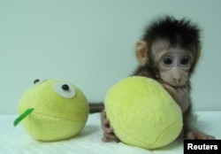 Клондолуп туулган маймыл. Шанхай. Кытай. 10-январь, 2018-жыл.