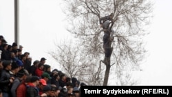 Көк бөрү көрүүчүлөрү