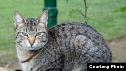 توانایی گربه ای که مرگ بیماران را پیش بینی می کند، برای پزشکان حیرت انگیز است