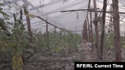 Өзбекстандыктар иштеген жер. 