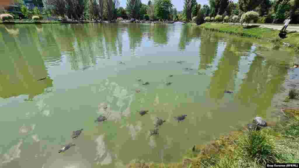 В большом количестве здесь расплодились черепахи