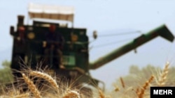 خشکسالی در ایران باعث کاهش محصول گندم شده است
