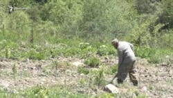 «Վուրգավանի ջերմ արևը այստեղ չկա». Քաշաթաղից Գորիս տեղափոխված դպրոցի տնօրենը հիմա ֆերմեր է