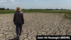 کمبود آب و خشکسالی در شالیزارهای مازندران