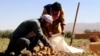 GRAB - 'We Need Help': Drought Destroys Crops In Rural Afghanistan