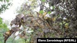 Димилин действует 40 дней, главный эколог надеется, что гусеницы вылупиться снова не успеют и на самшите появятся новые листья, а там подоспеют холода и деревья перезимуют