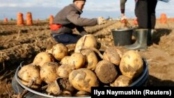 Иллюстрациялык сүрөт.