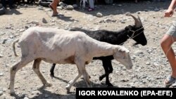 Иллюстрациялык сүрөт.