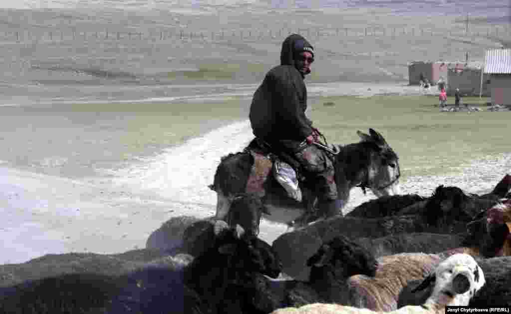 Сүрөттө: Мургабдык малчы. Артында Кытай менен чек аранын тосмолору. Мургабчылар жалаң мал менен жан сакташат. Кытай менен чек арада &laquo;Көлмө&raquo; өткөөлү ачылгандан бери соода жандана баштады. Бирок мургабдыктар мал өнүмдөрүн Кытайга же Кыргызстанга алып чыга албай, эки жылдан бери алыскы Хорогдо жана Дүйшөмбүдө арзан сатууга мажбур болуп жатышат.