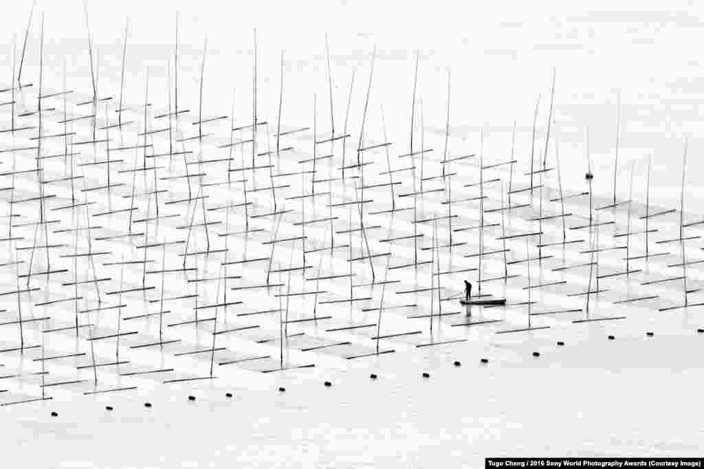 Кытайлык фермери бамбук кайырмактарынын арасында.&nbsp;