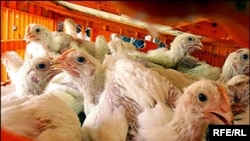 آنفولانزای مرغی در ایران، تنها در میان پرندگان و طیور دیده شده است.