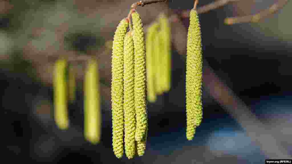 Ceviz tereginiñ küpeleri açıldı