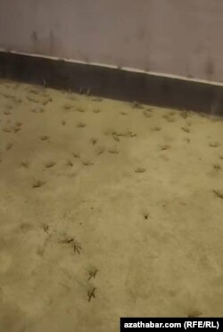 Türkmenistana çozan çekirtgeleriň bir bölegi