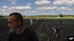 За інформацією USAID, їхньою допомогою скористався майже кожен третій фермер в Україні. На фото фермери працюють на полі біля Соледару, влітку 2022-го