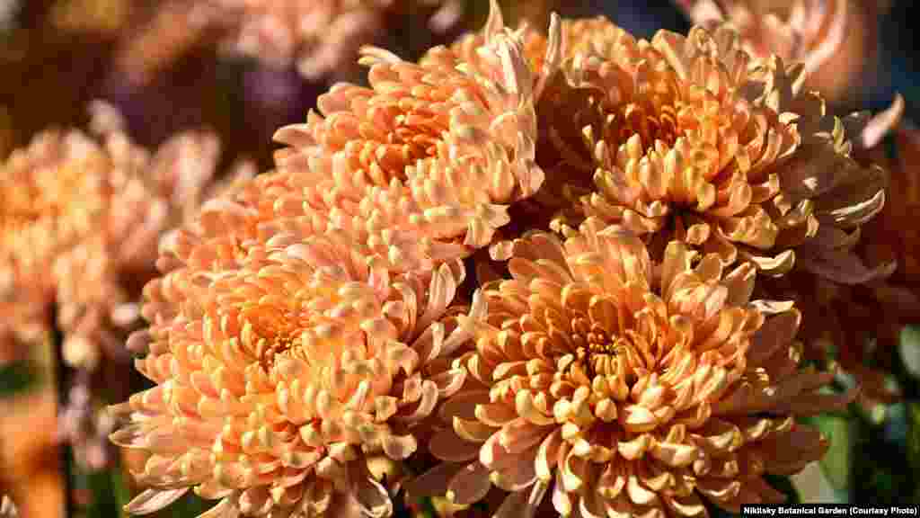 Хризантема сорта &quot;Aljonka salmon&quot;. &quot;Salmon&quot; переводится с английского как &laquo;лосось&raquo;