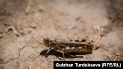 Illýustrasiýa suraty.