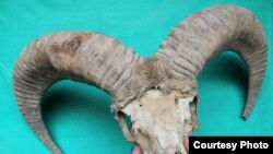 Фото с сайта tajwildlife.com