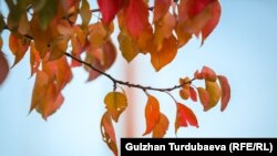 Иллюстрациялык сүрөт. 