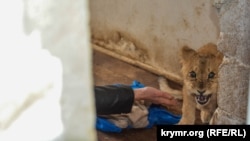 Иллюстратив сурат