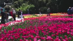 Nikita nebatat bağçasında lâleler paradınıñ açılışı