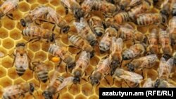 Татарстан бал кортлары гаиләләре саны ягыннан беренче тапкыр Башкортстанны уздырган