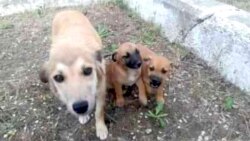 Diňle: Aşgabatda Remezan aýynyň öňüsyrasynda itler we pişikler ýok edilýär