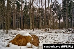 У Пячорскім парку, 2019 год