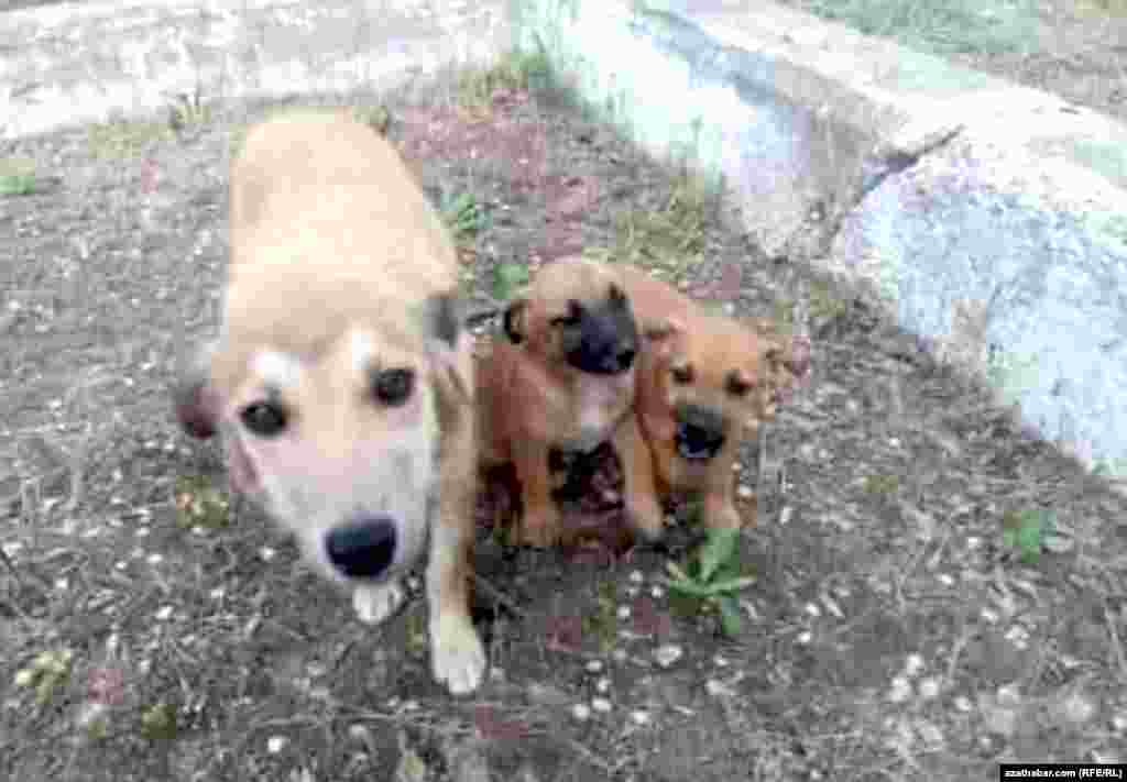 &quot;Ýakyn günlerde sosial pudakda bir aýal Şewçenko köçesindäki metjidiň garşysynda iki güjükli bir it barada gürrüň berdi, onuň hoş söz we iýmite minnetdar bolup, adamlara gysmyljyraýandygyny ýazdy. Ol enaýy haýwanlaryň suratyny hem ýerleşdirip, olara täze eýe tapyljagyny umyt etdi&quot;