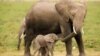 احیاء نسل فیل‌های جنگلی آفریقا ۱۰۰ سال طول خواهد کشید