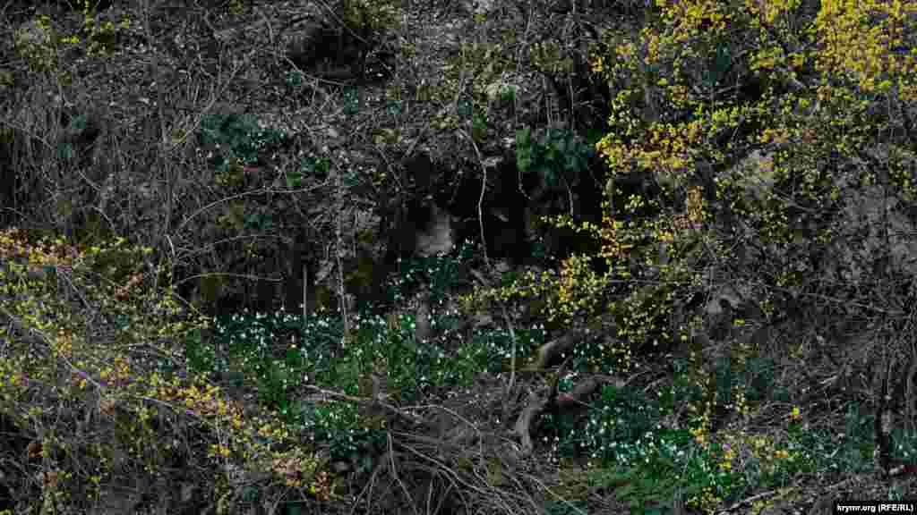 Maltaş özeniniñ yalıları çeçeklengen qızılçıq ve aqbardaqlarnen yaraştırılğan