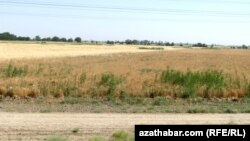 Пшеничное поле в Ахалской области Туркменистана (архивное фото) 