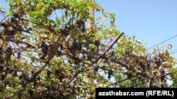 Illýustrasiýa. Lebabyň üzümleri. Arhiw suraty. 2013 ý.