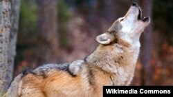 Иллюстрациялык сүрөт. 