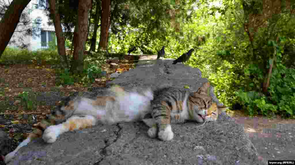 Mışıq salqın qaldırımda yuqlay ve gögercinler ondan iç qorqmay