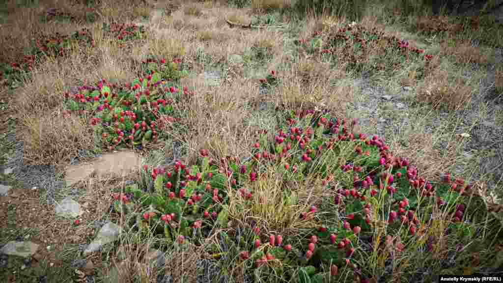 Efsanege köre, Qırımda ekzotik kaktus italyanlarğa ola peyda oldı. 1853-1856 seneleri Qırım cenki devamında olar öz elâk olğan askerlerni Aqyar yanındaki Gasforta dağı tübünde köme edi. Barışıqtan soñ, italyanlar cenk mezarını abadanlaştırdı ve, sanki, anda Sitsiliyadan ketirilgen opuntsiyanı saçtı.