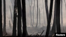 За даними DeepState, противник просочується лісами між Ямполем, Зарічним і Лиманом. На фото: лісова пожежа поблизу Лиману, 27 липня 2024 року