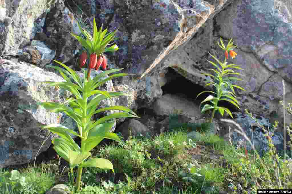 Говорят, по соцветиям можно узнать возраст айгуль.