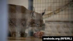 Рысь у заапарку ў Горадні. Ілюстрацыйнае фота