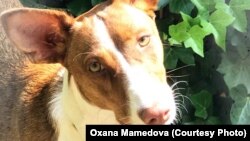 Этого сбитого машиной щенка поденко спасла и вылечила Оксана Мамедова